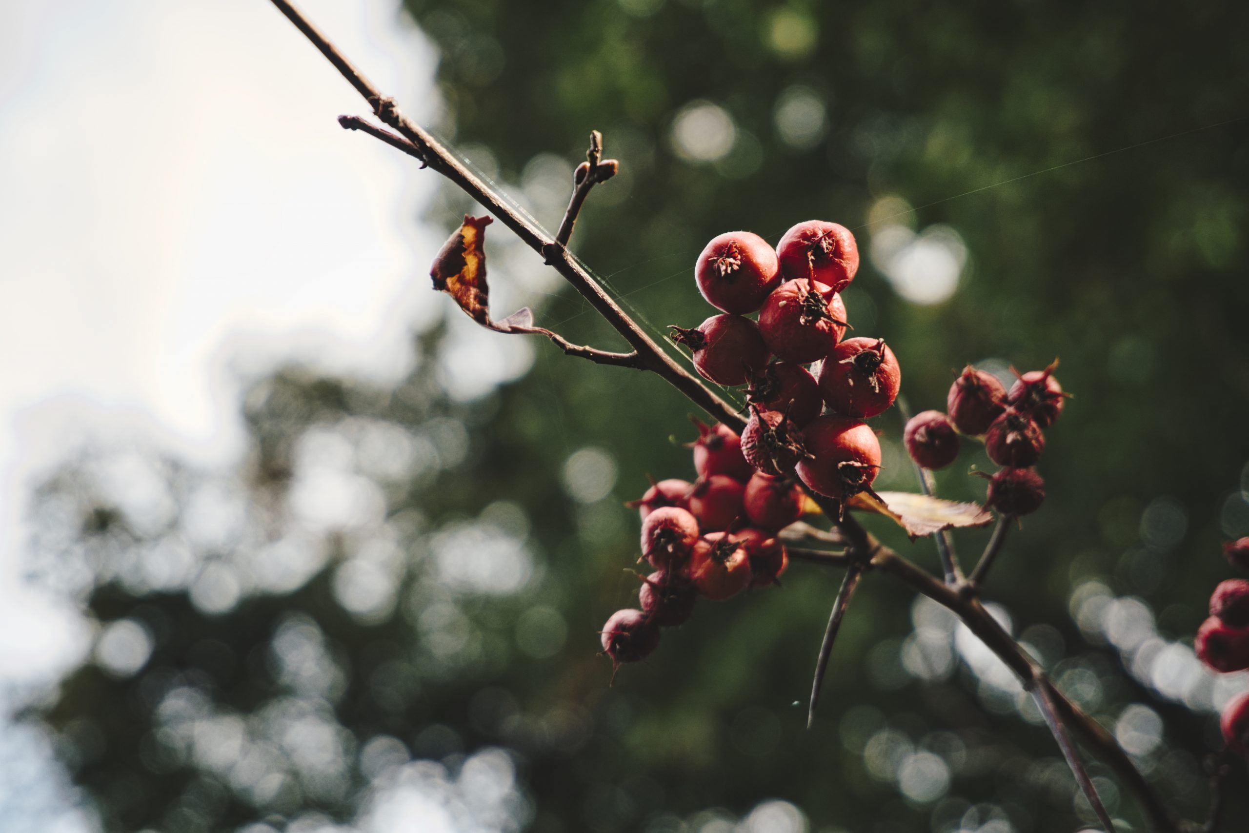 Berries in Winter - Portfolio Julia Scheffer