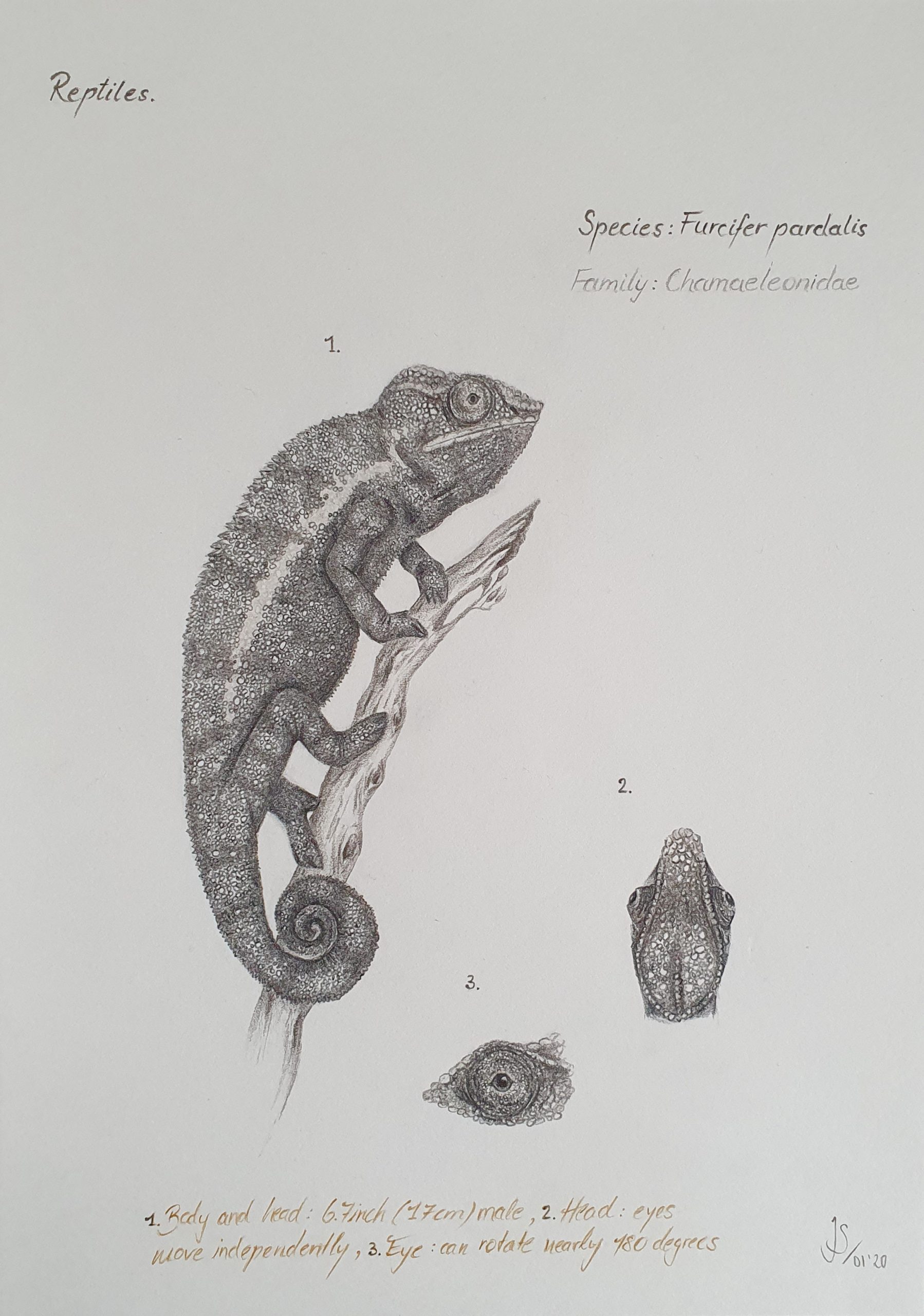 Drawing Vintage Chameleon - Portfolio Julia Scheffer