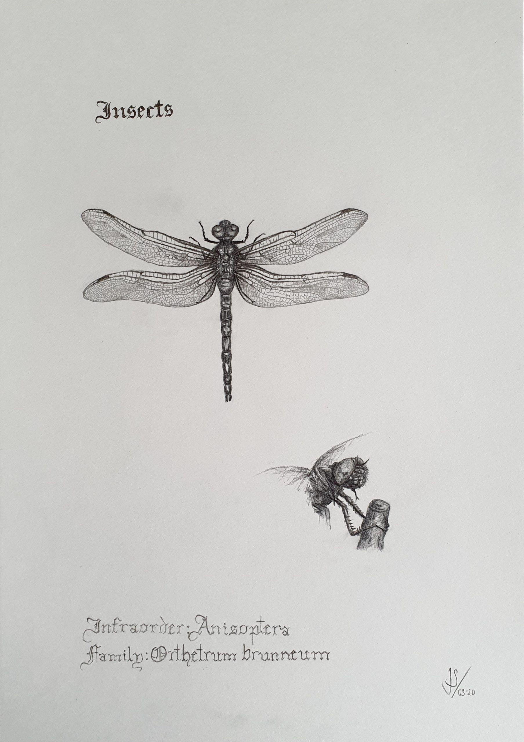 Drawing Vintage Dragonfly - Portfolio Julia Scheffer